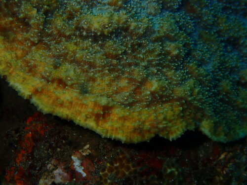 Oxypora lacera observed 2026-05-19