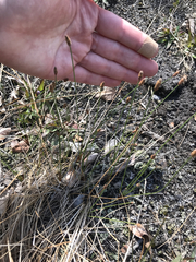 Eleocharis tenuis pseudoptera