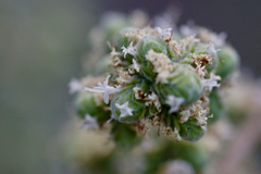 Origanum majorana