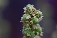 Origanum majorana