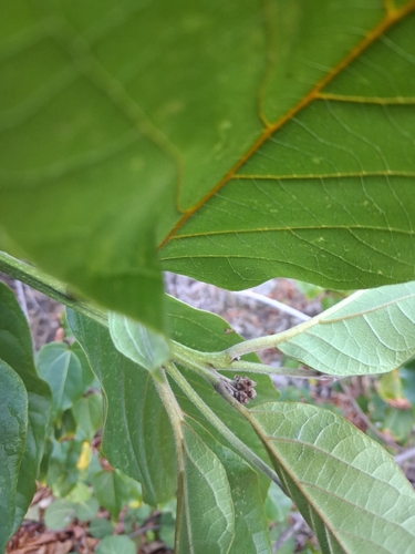 Cordia rickseckeri, photograph 6