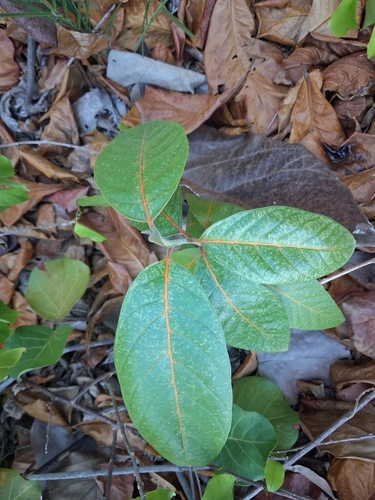 Cordia rickseckeri, photograph 5