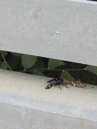 Prosthiochaeta bifasciata