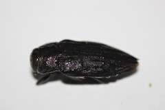 Chrysobothris merkelii