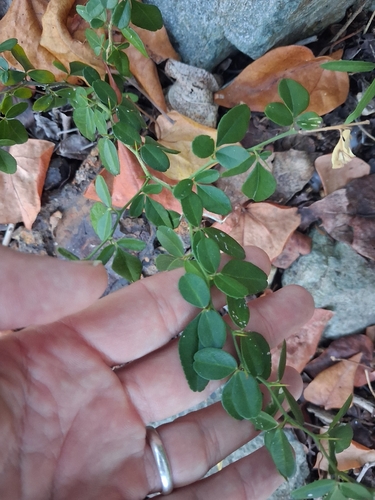 Triphasia trifolia, photograph 4