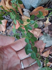 (c) Kurt Miller, some rights reserved (CC BY-SA) Triphasia trifolia, photograph (c) Kurt Miller, some rights reserved (CC BY-SA)