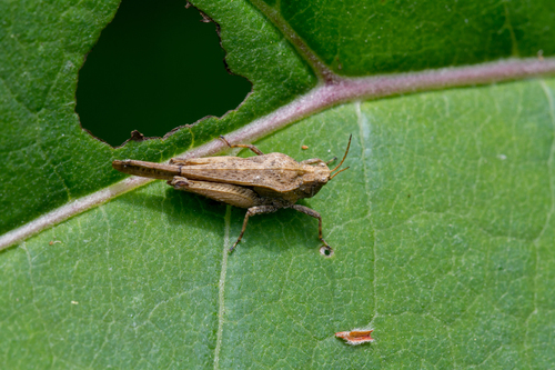 Slender Groundhopper, Krimpen aan den IJssel, Nederland, photo 8 of 10