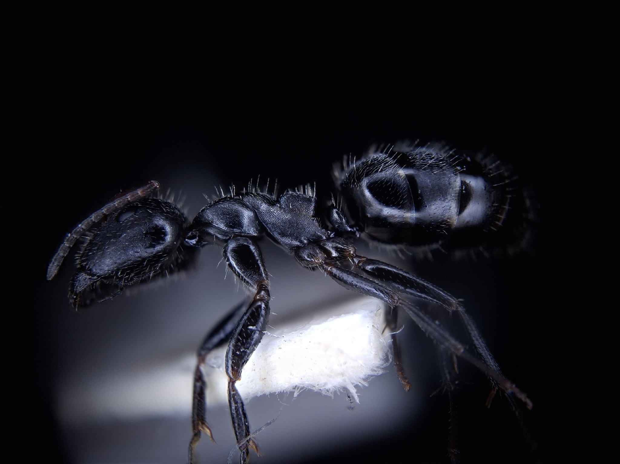 Camponotus schulzi