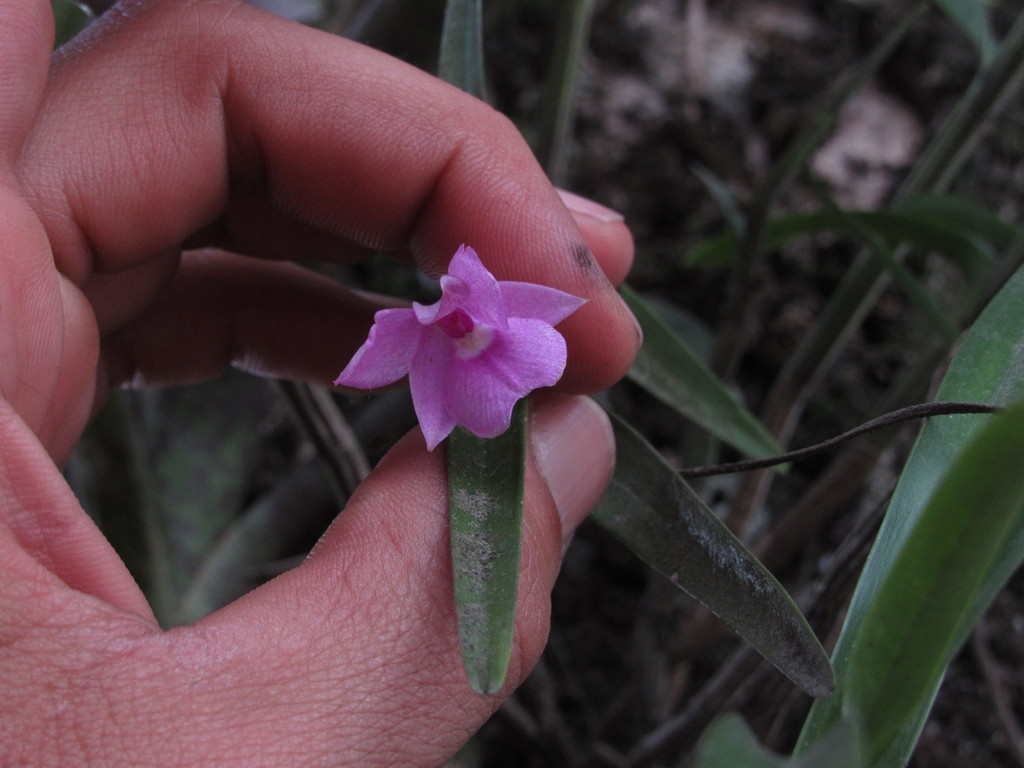 Dimerandra elegans
