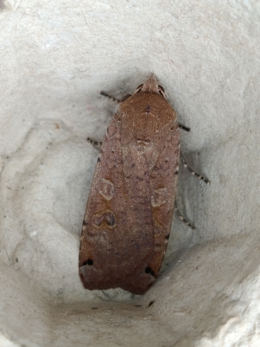 Large Yellow Underwing