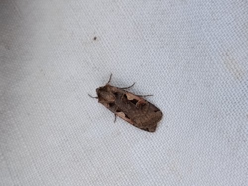 Setaceous Hebrew Character