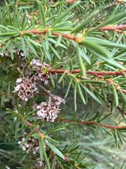 Taxandria juniperina, photograph (c) Khands, some rights reserved (CC BY)