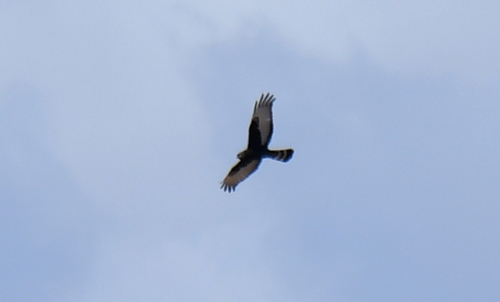 iNaturalist: (c) Ryan Tippett, some rights reserved (CC BY-NC), uploaded by Ryan Tippett iNaturalist image