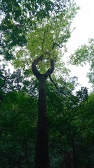 Liquidambar formosana