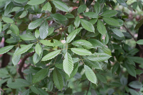 ring-cupped oak