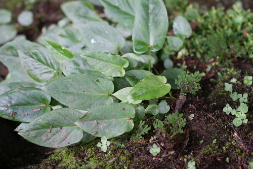 Pinellia cordata