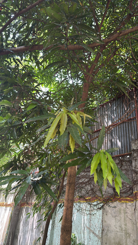 Indian mango