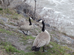 Branta canadensis