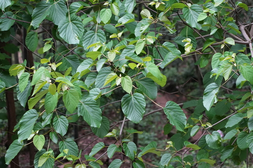 tung oil tree