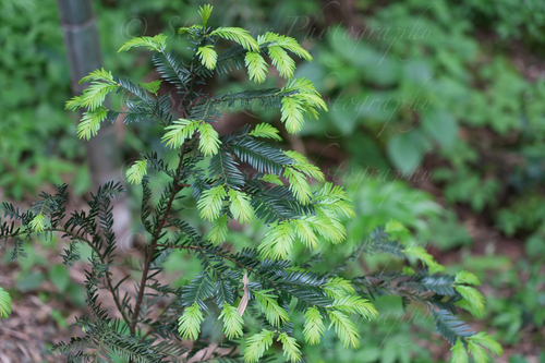 dawn redwood