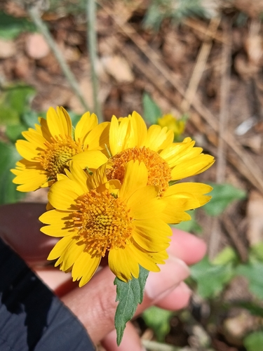 cowpen daisy