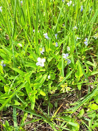 Viola stagnina