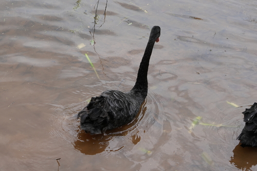 Black Swan