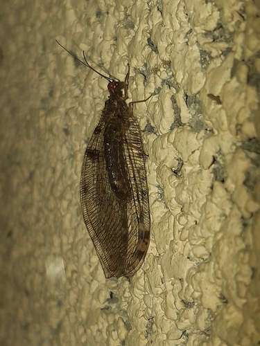 Giant Stream Lacewing