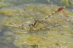 Arigomphus lentulus