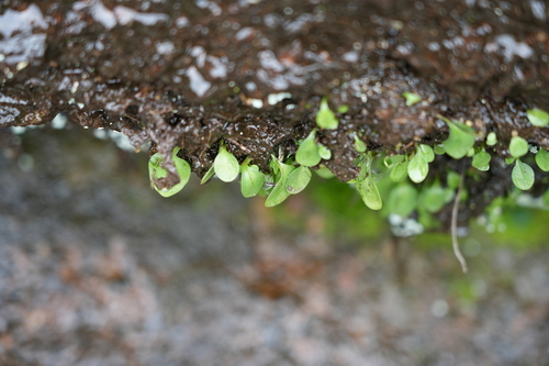 Oberonioides pusillus