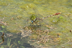 Arigomphus lentulus