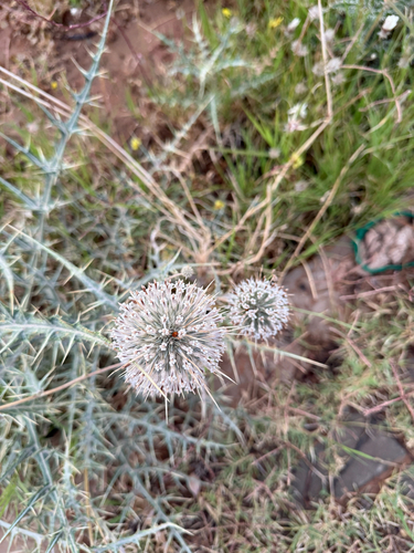 Spiny Globe-thistle