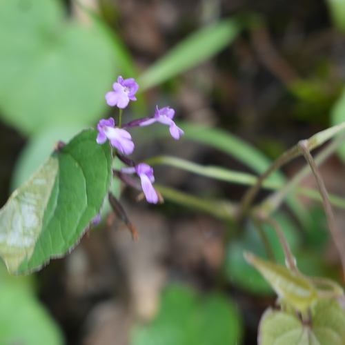 Amitostigma gracile (Blume) Schltr.