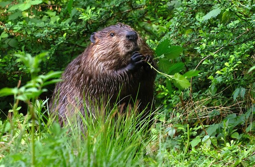 animal observation 2