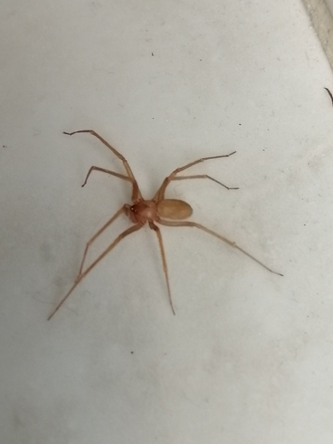 Mediterranean recluse