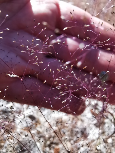 Agrostis tenerrima