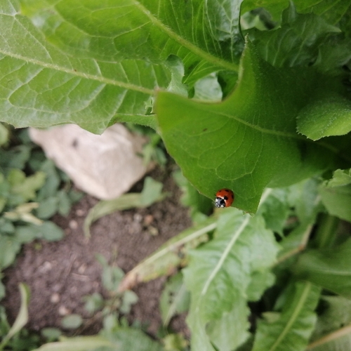 Seven-spotted Lady Beetle
