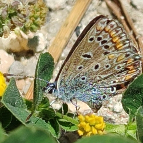 Common Blue