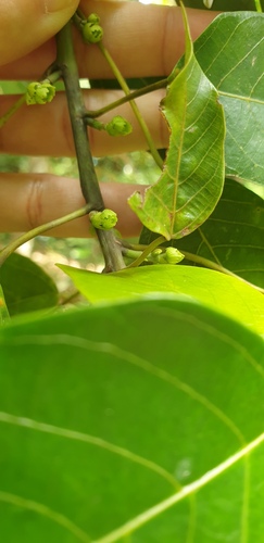 Macaranga conifera observed 2026-05-19