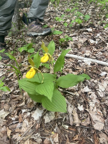 large yellow lady's-slipper