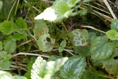 Neoerysiphe galeopsidis