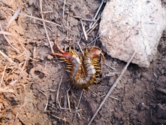 Scolopendra cingulata