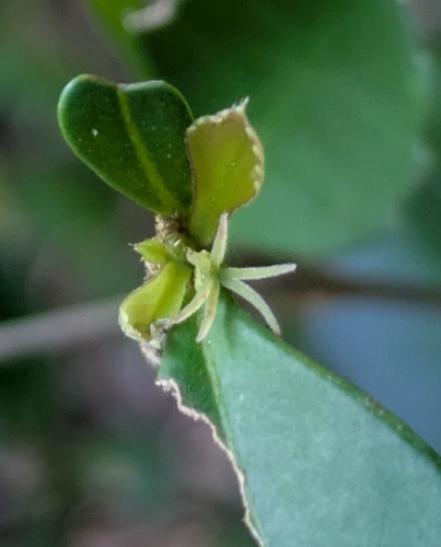 Cleidion verticillatum observed 2026-05-09