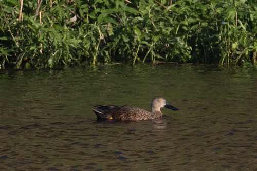 iNaturalist image