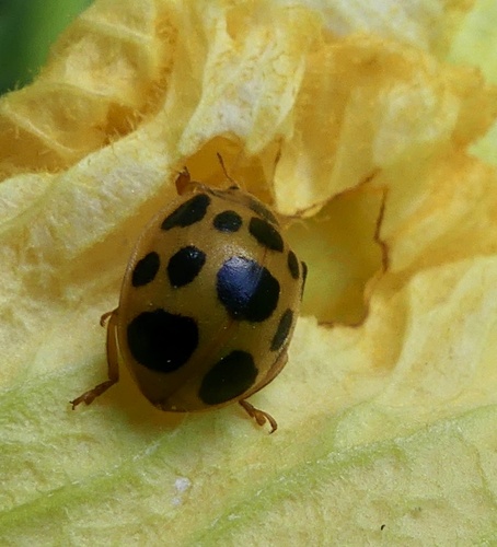 Squash Lady Beetle photographed in Connecticut