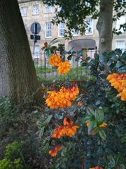 Berberis darwinii