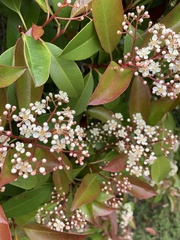 Photinia × fraseri