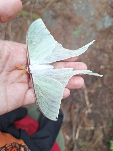 Japanese Moon Moth