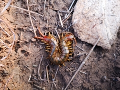 Scolopendra cingulata