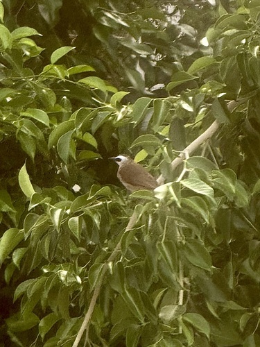 Yellow-vented Bulbul